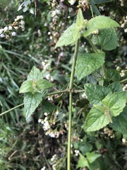 Asteraceae