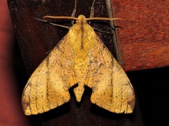 Platysphinx piabilis
