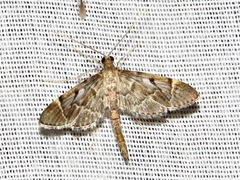 Duponchelia lanceolalis