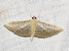 Poliobotys ablactalis