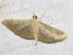 Poliobotys ablactalis