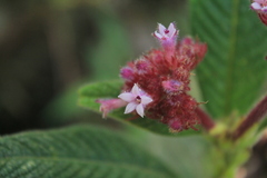 Palicourea erythrocephala