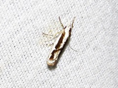 Crambus attis