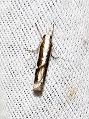 Crambus attis