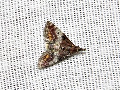 Rhynchopaschia melanolopha