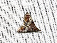 Rhynchopaschia melanolopha