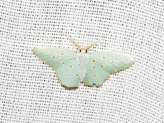 Comostolopsis stillata stillata