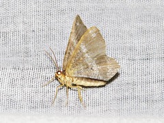 Chiasmia confuscata