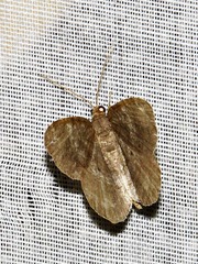 Chiasmia confuscata