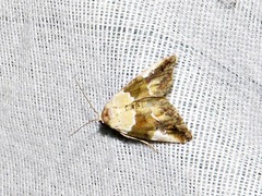 Hypercodia wheeleri