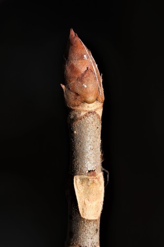 Aesculus glabra, photographed by an iNaturalist contributor