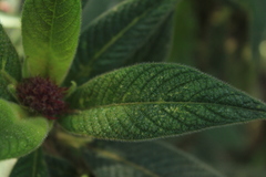 Palicourea erythrocephala