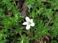 Arenaria oresbia