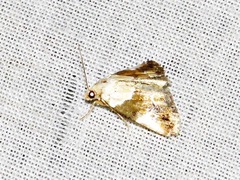 Hypercodia wheeleri