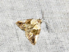 Hypercodia wheeleri