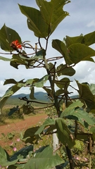 Erythrina breviflora