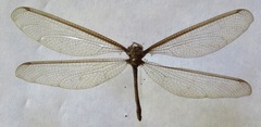 Haploglenius flavicornis
