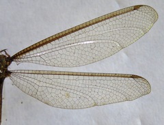 Haploglenius flavicornis