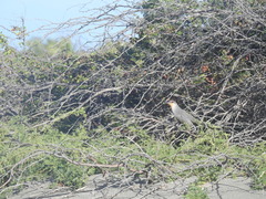 Coccyzus longirostris