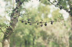 Coprosma pedicellata