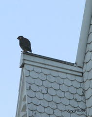 Falco peregrinus anatum