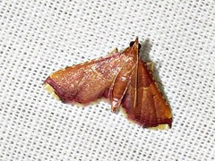 Endotricha erythralis