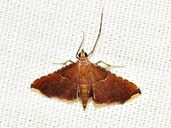 Endotricha erythralis