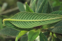 Palicourea erythrocephala
