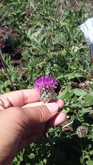 Centaurea scabiosa alpestris