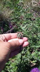 Centaurea scabiosa alpestris