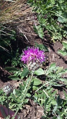 Centaurea scabiosa alpestris