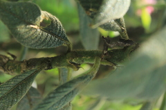 Palicourea erythrocephala