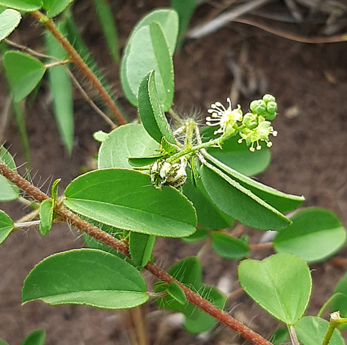 Croton ovalifolius