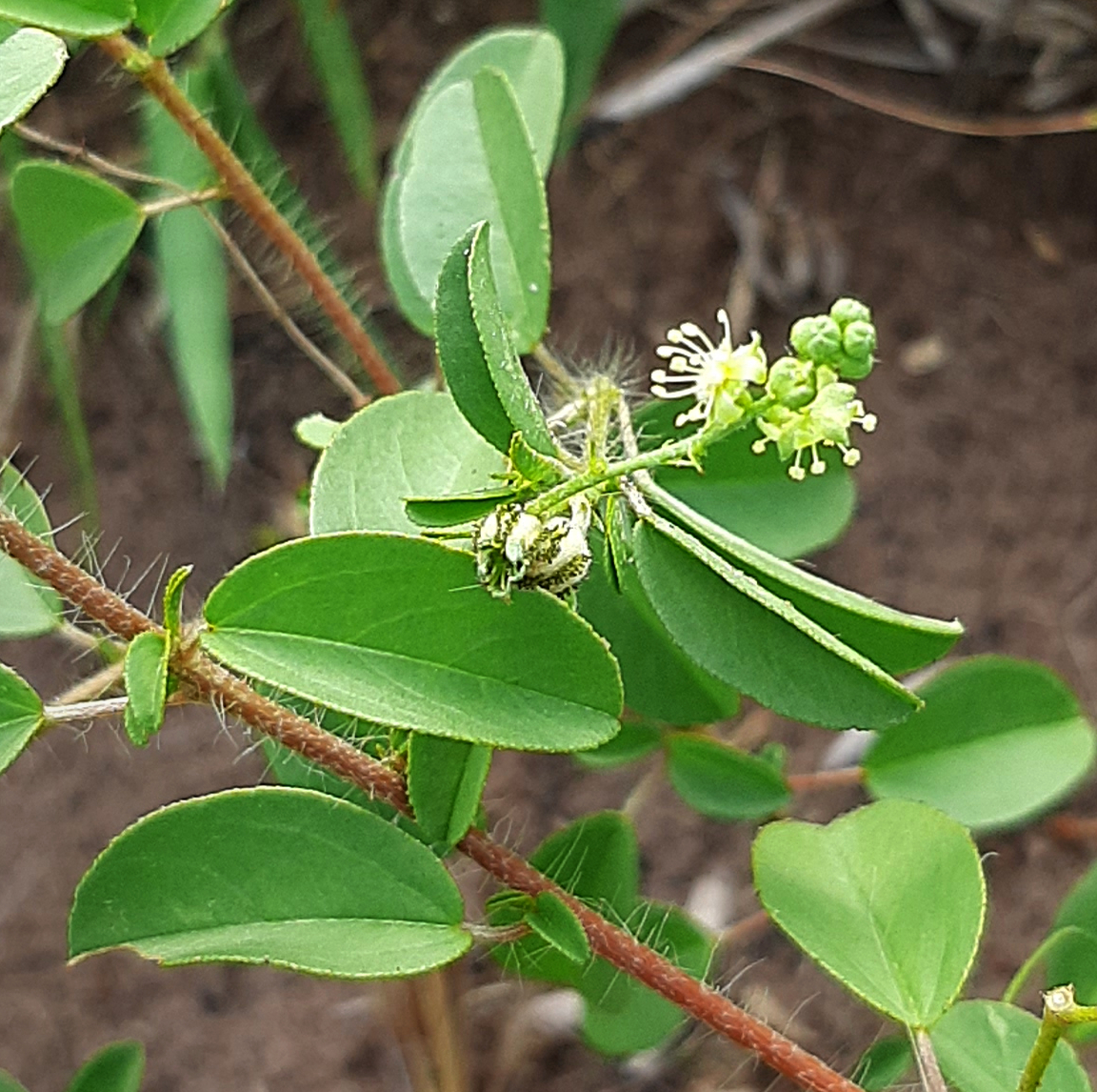 Croton ovalifolius