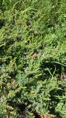 Juniperus communis hemisphaerica