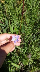 Linum nervosum jailicola