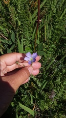 Linum nervosum jailicola