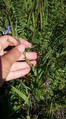 Linum nervosum jailicola