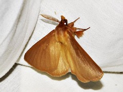 Phyllalia patens
