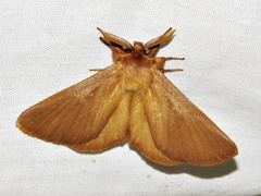 Phyllalia patens