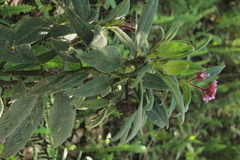 Palicourea erythrocephala