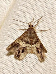 Chiasmia umbrata