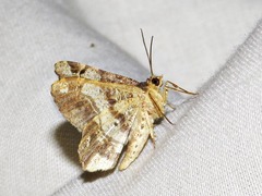 Chiasmia umbrata