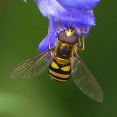 Metasyrphus
