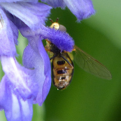 Metasyrphus