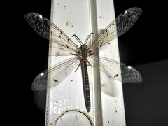 Distoleon tetragrammicus