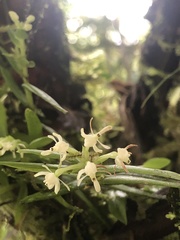 Epidendrum nanosimplex