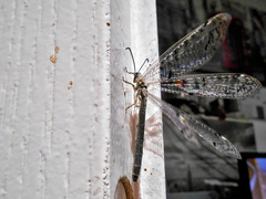 Distoleon tetragrammicus