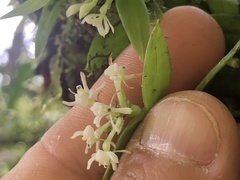 Epidendrum nanosimplex