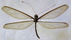 Haploglenius flavicornis